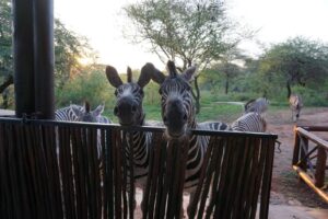 Giraffe Plains Marloth Park 15
