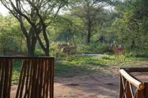 Giraffe Plains Marloth Park 16