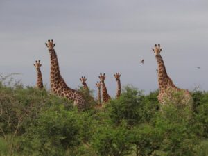 Giraffe Plains Marloth Park 17